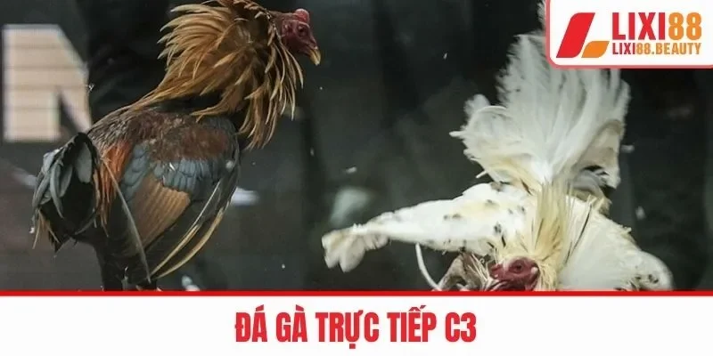 đá gà trực tiếp c3