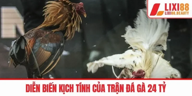 Những sư kê và chiến kê tài ba đằng sau trận đá gà 24 tỷ