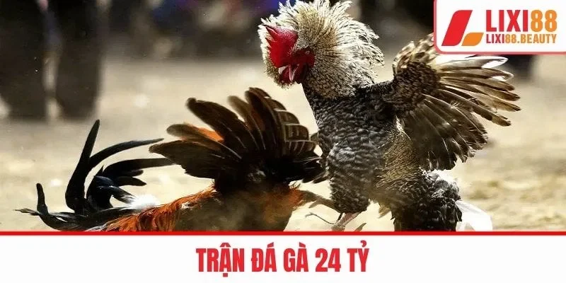 trận đá gà 24 tỷ